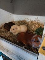 Te koop mooie vrouwtjes cavia's, April, Vrouwelijk, Cavia