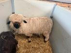 Walliser Schwarznase ooi, Dieren en Toebehoren, Schapen, Geiten en Varkens, Vrouwelijk