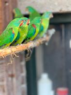 3 kweekkoppels Swiftparkieten, Dieren en Toebehoren, Vogels | Parkieten en Papegaaien, Meerdere dieren, Parkiet