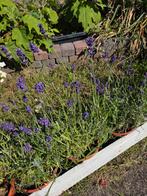 Lavendel hidcote, Tuin en Terras, Planten | Tuinplanten, Ophalen, Zomer, Overige soorten, Volle zon