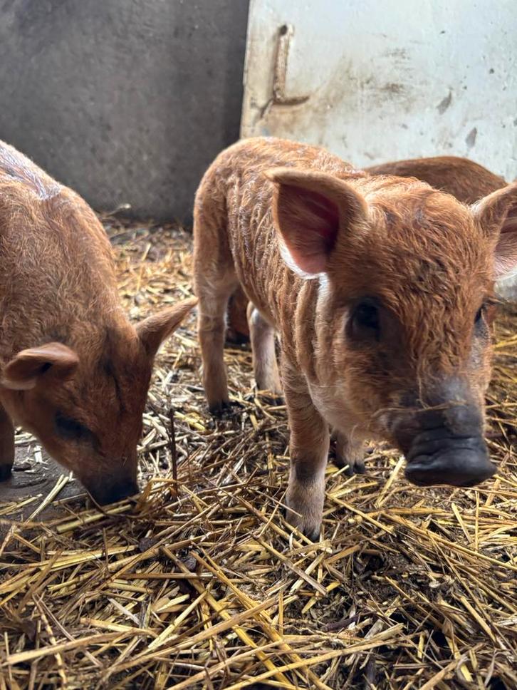 Biggen Hongaars wolvarken/ Mangalitza, Dieren en Toebehoren, Schapen, Geiten en Varkens, Varken, Meerdere dieren, 0 tot 2 jaar