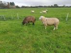 te reserveren  engelse texelaar ram  van 2025, Dieren en Toebehoren, Mannelijk, Schaap, 0 tot 2 jaar