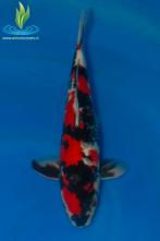 062 Showa, Dieren en Toebehoren, Vissen | Vijvervissen, Karper of Koi