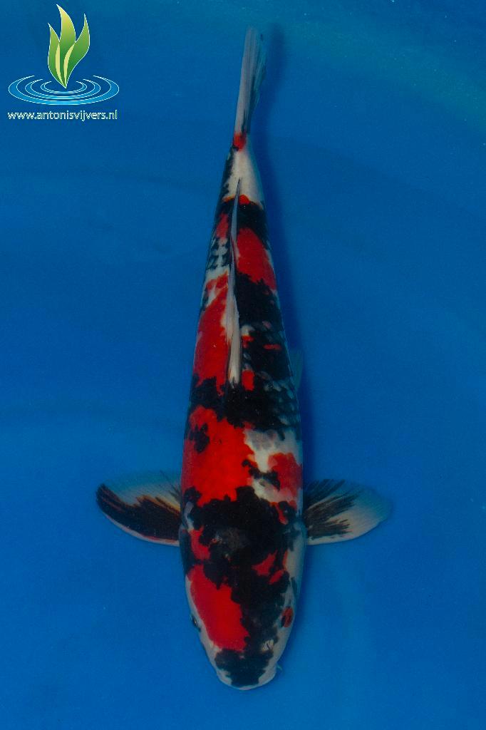 062 Showa, Dieren en Toebehoren, Vissen | Vijvervissen, Karper of Koi