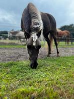 Heerlijke penstionstal rustgevende plek in het bos voor pony, Dieren en Toebehoren, Stalling en Weidegang