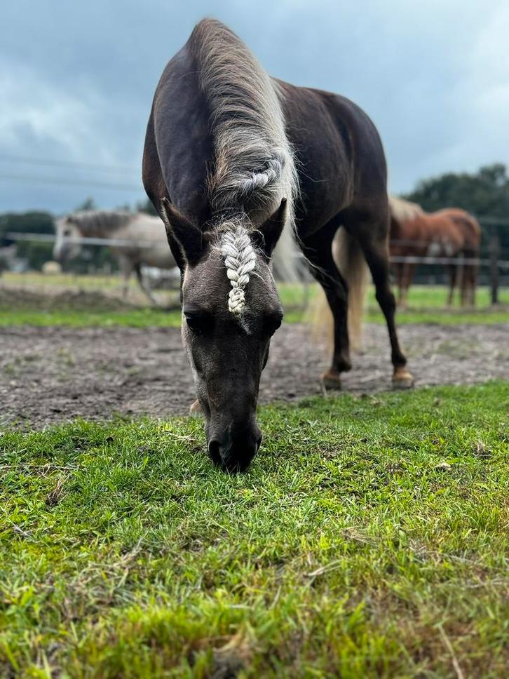 Heerlijke penstionstal rustgevende plek in het bos voor pony, Dieren en Toebehoren, Stalling en Weidegang