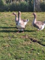Mooie ganzen, Dieren en Toebehoren, Pluimvee, Meerdere dieren, Gans of Zwaan