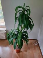 Draecaena, kunstplant, zijde, 120cm hoog., Ophalen, Halfschaduw