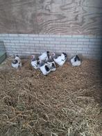 Wyandotte Krielen Wit-Zwartcolumbia, Dieren en Toebehoren, Meerdere dieren, Kip