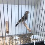 Bastaard putter, Dieren en Toebehoren, Vogels | Overige Vogels, Mannelijk, Wildzangvogel