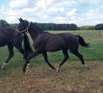 jaarling merrie van for ferrero, Dieren en Toebehoren, Paarden, Merrie, Minder dan 160 cm, 0 tot 2 jaar