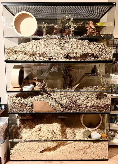 Chinchilla kooien van glas. XXL Terrarium voor Degoes, Dieren en Toebehoren, Knaagdieren en Konijnen | Hokken en Kooien, Nieuw