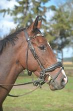 Les & Lease paardje aangeboden, Dieren en Toebehoren, Ophalen of Verzenden