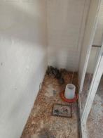 Gambel kwartel, Dieren en Toebehoren, Ophalen of Verzenden, Zo goed als nieuw, 110 cm of meer, Minder dan 65 cm