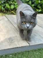 Britse korthaar die speciale aandacht nodig heeft, Dieren en Toebehoren, Katten en Kittens | Overige Katten, Poes