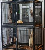 3 Ferrets and cage need a home. Available August. AVAILABLE., Dieren en Toebehoren, Mei, Mannelijk