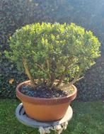 pre Bonsai Buxus, Ophalen of Verzenden, Volle zon, Overige soorten, 100 tot 250 cm