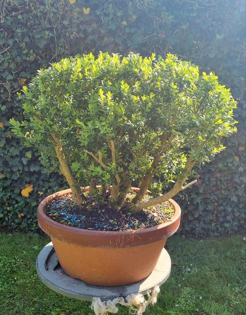 pre Bonsai Buxus, Tuin en Terras, Planten | Bomen, Overige soorten, 100 tot 250 cm, Volle zon, Ophalen of Verzenden