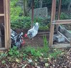 4 kippen, Dieren en Toebehoren, Pluimvee, Vrouwelijk, Kip