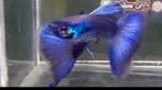 Purple Moscow Dumbo Guppy 100% Raszuiver Guppen, Vis, Zoetwatervis, Schoolvis