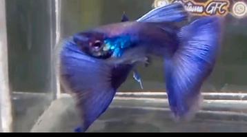 Purple Moscow Dumbo Guppy 100% Raszuiver Guppen beschikbaar voor biedingen