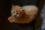 Siberisch kitten met stamboom, Dieren en Toebehoren, Katten en Kittens | Raskatten | Korthaar, Meerdere dieren, Met stamboom, 0 tot 2 jaar