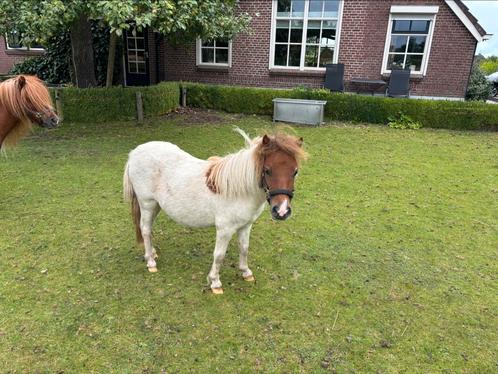 Shetland mini pony merrie jaarling te koop, Dieren en Toebehoren, Pony's, Merrie, Onbeleerd, 0 tot 2 jaar, Gechipt, Ontwormd, Ingeënt