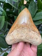 Grote megalodon (12,9 cm), haaientand, Indonesië 10, Verzamelen, Mineralen en Fossielen, Ophalen of Verzenden, Fossiel