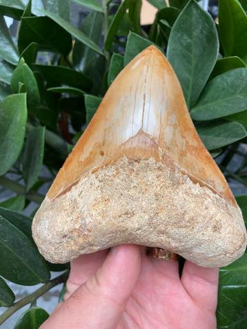 Grote megalodon (12,9 cm), haaientand, Indonesië 10 beschikbaar voor biedingen