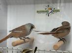Baardmannetje - Panurus biarmicus, Meerdere dieren, Wildzangvogel, Geringd