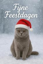 Ervaren Dekkater Britse Korthaar. Aslan (NIET TE KOOP!), Kater, Ontwormd