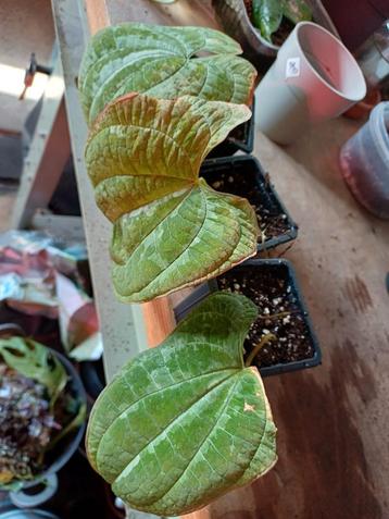 Dioscorea Discolor Plantjes beschikbaar voor biedingen