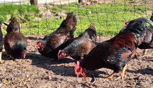 Barnevelder kriel broedeieren, Dieren en Toebehoren, Pluimvee, Kip, Geslacht onbekend