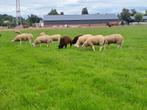 Britse Texelaar fokrammen zwoegervrij gecertificeerd, Dieren en Toebehoren, Schapen, Geiten en Varkens, Mannelijk, Schaap