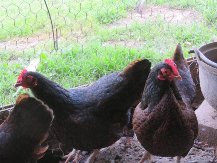 trio barnevelder kriel dubbel gezoomd, Dieren en Toebehoren, Pluimvee, Kip, Meerdere dieren