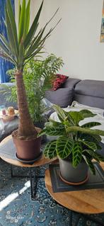 1Calathea Zabrina. 1 chamaedorea  Bella  palm. 3 spinless, Ophalen, Overige soorten, 100 tot 150 cm