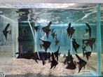 Zwarte Maanvissen, Pterophyllum Scalare Black