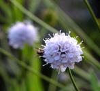 Succisella inflexa Frosted pearles, Blauwe knoop, inheems, Zomer, Vaste plant, Ophalen, Volle zon