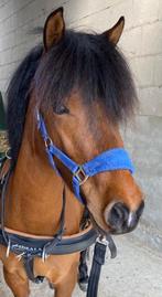 Prachtige lieve sportpony merrie, Apony, Dieren en Toebehoren, Pony's, Merrie, Onbeleerd, A pony (tot 1.17m), Dressuurpony