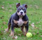 American bully pups, tricolor met stamboom., Overige rassen, 8 tot 15 weken, Parvo, Meerdere dieren