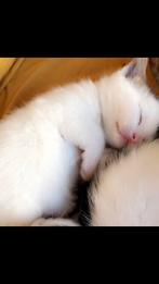 Kittens, Dieren en Toebehoren, Katten en Kittens | Overige Katten, Meerdere dieren, Kortharig, 0 tot 2 jaar