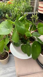 Pannenkoek plant met pot €6, Ophalen, Overige soorten, Minder dan 100 cm