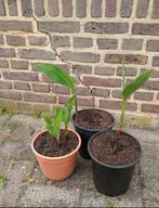 Te koop canna, Ophalen