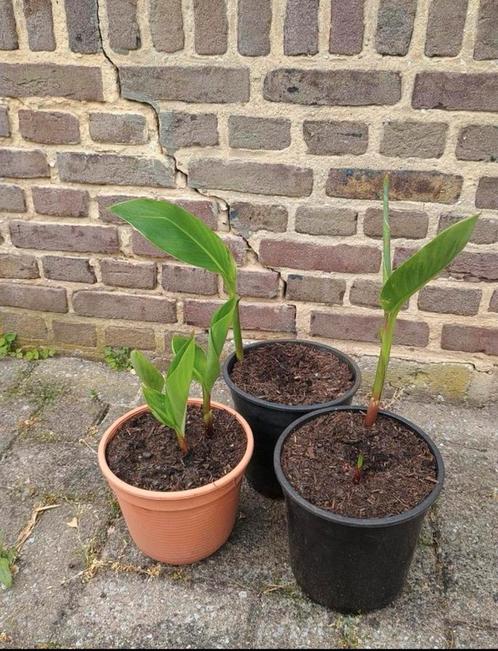 Te koop canna, Tuin en Terras, Planten | Tuinplanten, Ophalen