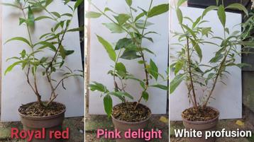 Buddleja. Vlinderstruiken in 3 soorten. C1 pot gekweekt. beschikbaar voor biedingen