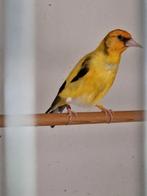 Gele majoors., Dieren en Toebehoren, Vogels | Overige Vogels, Mannelijk