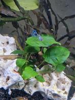 Baby guppen kruising blue moscow, Dieren en Toebehoren, Vissen | Aquariumvissen, Vis, Zoetwatervis