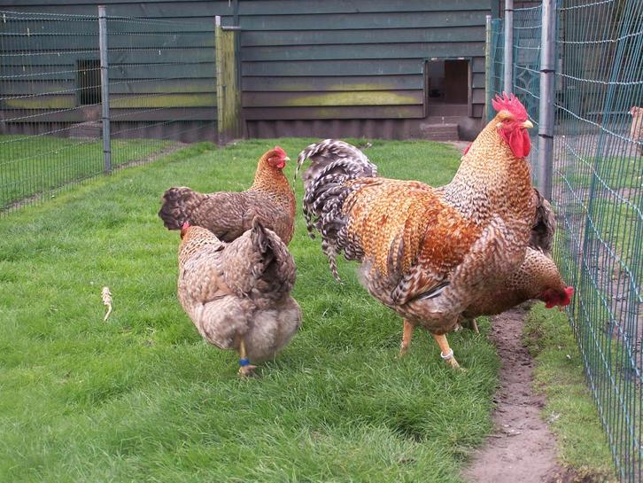 Bielefelder broedeieren, Dieren en Toebehoren, Pluimvee, Kip, Geslacht onbekend