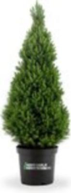 Picea glauca 'Conica', Bloeit niet, Overige soorten, Minder dan 100 cm, Ophalen