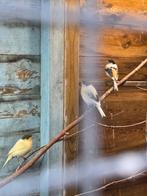 Diverse kanaries, Dieren en Toebehoren, Vogels | Kanaries, Meerdere dieren, Kleurkanarie